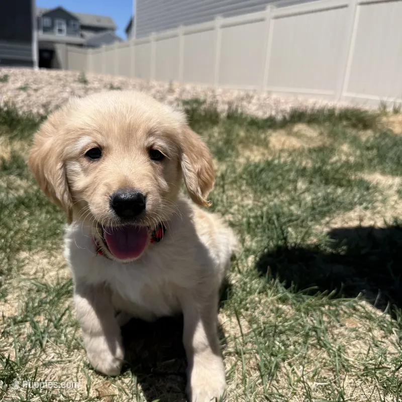 Red – Golden Retriever puppy for sale in Fountain, CO
