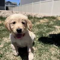 Red, a female Golden Retriever for sale in Fountain, CO – 1 of 1