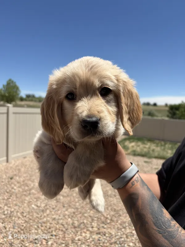 Blue, a male Golden Retriever for sale in Fountain, CO – 1 of 1
