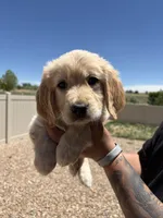 Blue, a male Golden Retriever for sale in Fountain, CO – 1 of 1