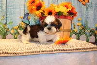 Kenny, a male Shih Tzu for sale in Norwood, MO – 6 of 10