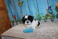 Shane, a male Shih Tzu for sale in Norwood, MO – 4 of 9