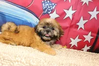 Andy, a male Shih Tzu for sale in Norwood, MO – 6 of 10