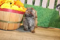 Porter, a male Shih Tzu for sale in Norwood, MO – Photo 2 of 4