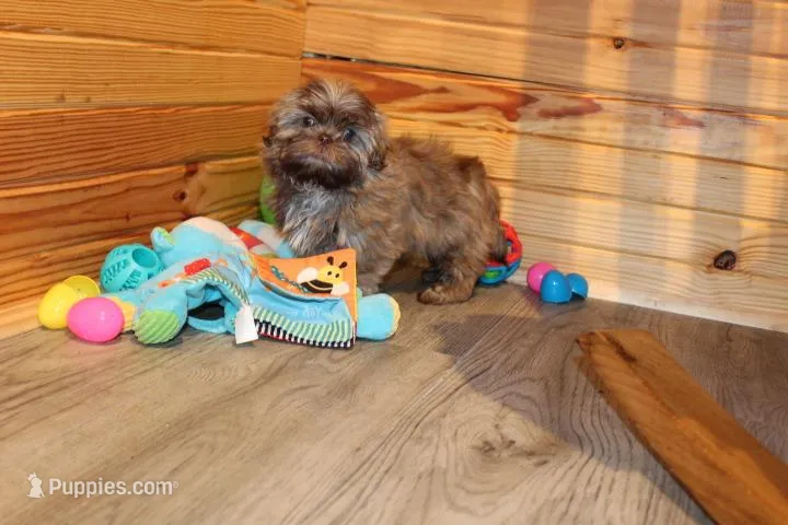 Porter – Shih Tzu puppy for sale in Norwood, MO