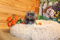 Porter, a male Shih Tzu for sale in Norwood, MO – Photo 4 of 4