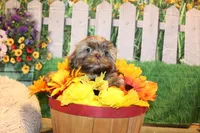 Porter, a male Shih Tzu for sale in Norwood, MO – Photo 3 of 4