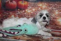 Tucker, a male Shih Tzu for sale in Norwood, MO – 4 of 9