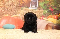 Blackie, a male Shih Tzu for sale in Norwood, MO – 7 of 7