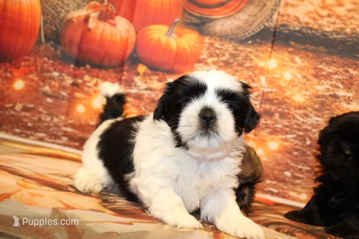 Frank – Shih Tzu puppy for sale in Norwood, MO