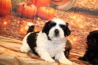 Frank, a male Shih Tzu for sale in Norwood, MO – 1 of 9