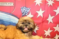 Andy, a male Shih Tzu for sale in Norwood, MO – 5 of 10