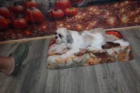 Tucker, a male Shih Tzu for sale in Norwood, MO – 7 of 9