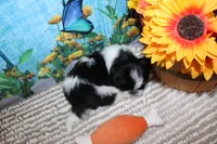Lane, a male Shih Tzu for sale in Norwood, MO – 5 of 9