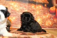 Blackie, a male Shih Tzu for sale in Norwood, MO – 6 of 7