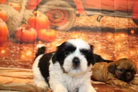Frank, a male Shih Tzu for sale in Norwood, MO – 5 of 9