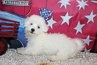 Blake, a male Bichon Frise for sale in Norwood, MO – 3 of 10