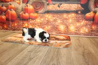 Frank, a male Shih Tzu for sale in Norwood, MO – 4 of 9