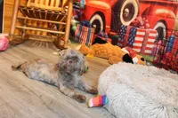 Porter, a male Shih Tzu for sale in Norwood, MO – 2 of 7