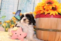 Lola, a female Shih Tzu for sale in Norwood, MO – 4 of 10