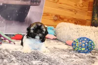 Simon, a male Shih Tzu for sale in Norwood, MO – Photo 7 of 10