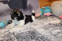 Simon, a male Shih Tzu for sale in Norwood, MO – Photo 2 of 10