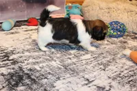 Simon, a male Shih Tzu for sale in Norwood, MO – Photo 4 of 10
