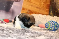 Simon, a male Shih Tzu for sale in Norwood, MO – Photo 10 of 10