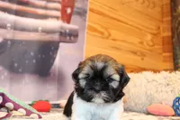 Simon, a male Shih Tzu for sale in Norwood, MO – Photo 8 of 10