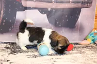 Simon, a male Shih Tzu for sale in Norwood, MO – Photo 9 of 10