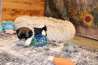 Simon, a male Shih Tzu for sale in Norwood, MO – Photo 3 of 10