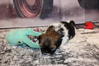 Simon, a male Shih Tzu for sale in Norwood, MO – Photo 6 of 10