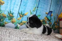 Lane, a male Shih Tzu for sale in Norwood, MO – 2 of 9