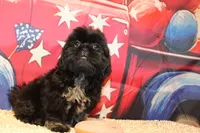 Amika, a female Shih Tzu for sale in Norwood, MO – 4 of 7