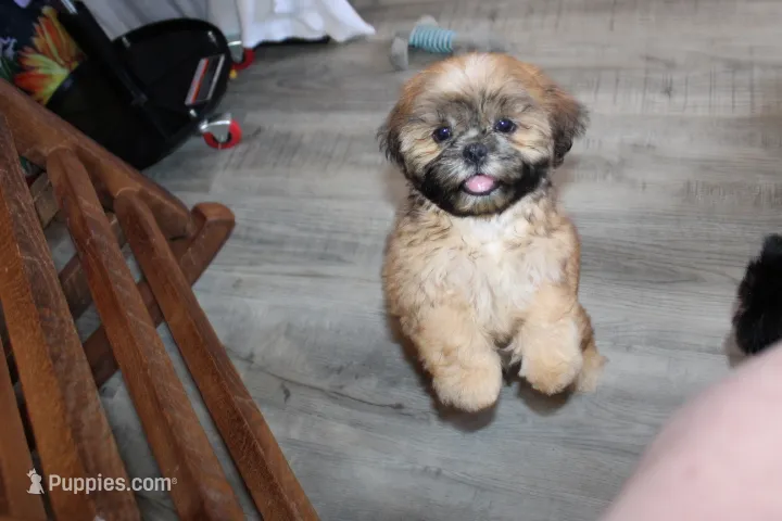 Andy – Shih Tzu puppy for sale in Norwood, MO