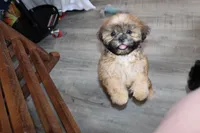 Andy, a male Shih Tzu for sale in Norwood, MO – 1 of 10