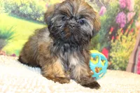Tyler, a male Shih Tzu for sale in Norwood, MO – 2 of 9