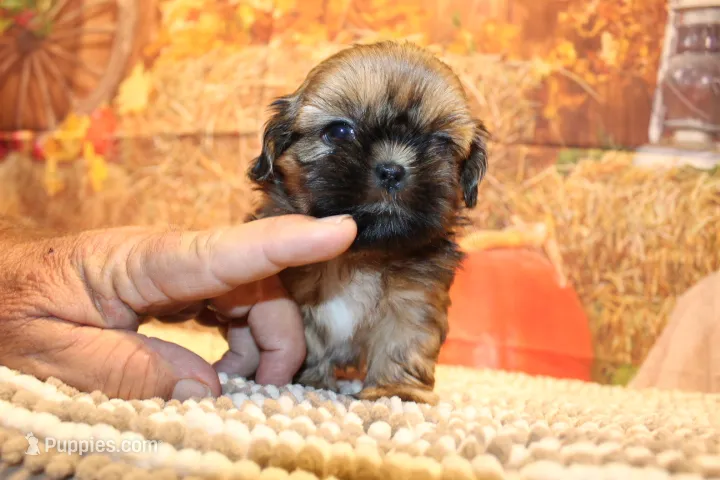 Otto – Shih Tzu puppy for sale in Norwood, MO