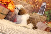 Bernie, a male Shih Tzu for sale in Norwood, MO – 2 of 10