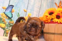 Coco Moco, a female Shih Tzu for sale in Norwood, MO – Photo 5 of 5