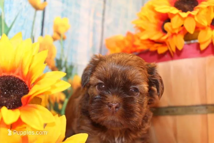 Coco Moco – Shih Tzu puppy for sale in Norwood, MO