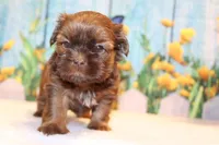 Coco Moco, a female Shih Tzu for sale in Norwood, MO – Photo 4 of 5