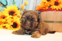 Coco Moco, a female Shih Tzu for sale in Norwood, MO – Photo 2 of 5