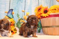 Coco Moco, a female Shih Tzu for sale in Norwood, MO – Photo 3 of 5
