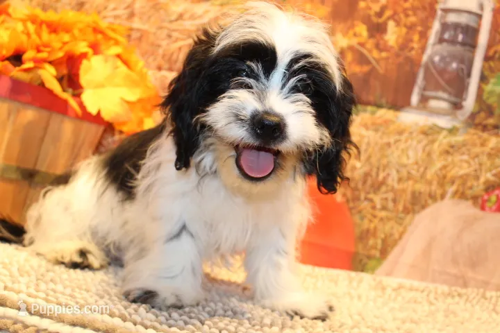 Freckles – Shichon puppy for sale in Norwood, MO
