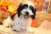 Freckles, a male Shichon for sale in Norwood, MO – 1 of 10