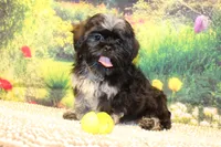 Tyrone, a male Shih Tzu for sale in Norwood, MO – 7 of 8