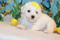 Blake, a male Bichon Frise for sale in Norwood, MO – 8 of 10
