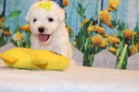 Blake, a male Bichon Frise for sale in Norwood, MO – 6 of 10