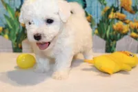 Blake, a male Bichon Frise for sale in Norwood, MO – 7 of 10